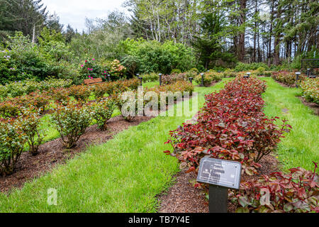 Il giardino di rose e Shore acri del parco statale, Coos Bay, Oregon Foto Stock