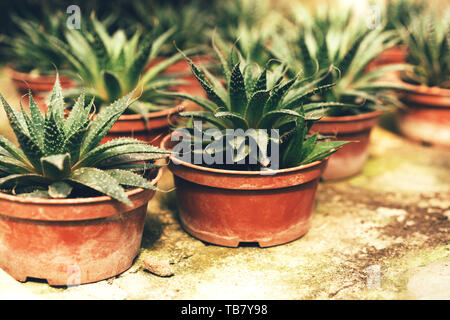 Primo piano di un gruppo di piante succulente havortia in marrone pentole in una serra su un ripiano di cemento Foto Stock