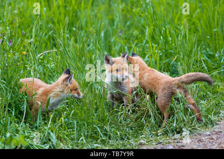Tre giovani volpi rosse (vulpes vulpes) riproduzione naturale in erba verde Foto Stock
