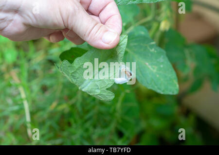 Caterpillar costruisce il suo bozzolo su una foglia fotografato in Israele nel Maggio Foto Stock