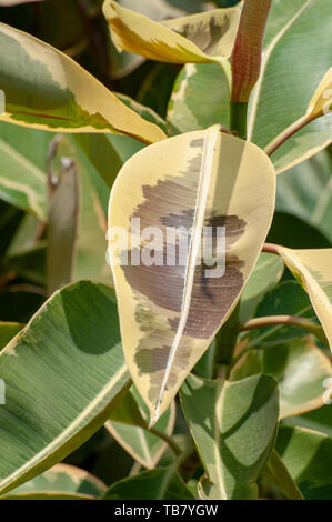 Colorato Ficus Foglie di Ficus elastica (gomma albero) var Sylvie impianto closeup Foto Stock
