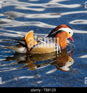 Colorato Anatra di mandarino (aix galericulata)nuotare in acqua Foto Stock