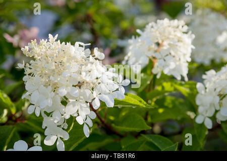Blooming white Annabelle Hydrangea arborescens ,comunemente noto come lisci hydrangea, wild hydrangea, o sevenbark.boccola decorativo con fiori di colore bianco su Foto Stock