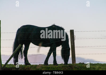 Silhoutte di un cavallo Foto Stock