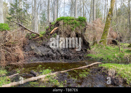 Primavera alder bog foresta con acqua stagnante e storm rotto albero di abete, foresta di Bialowieza, Polonia, Europa Foto Stock