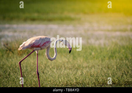 Un fenicottero maggiore (Phoenicopterus roseus) passeggiate attraverso le erbe palustri in zone umide Isimangaliso Park, Santa Lucia, Sud Africa. Foto Stock