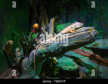 Grande iguana lucertola nel terrarium - sfondo animale Foto Stock