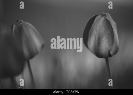 BW shiny tulipani crescono nel giardino. Foto in bianco e nero. b w fiori Foto Stock