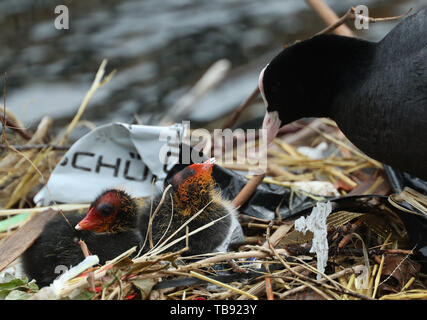 Un adulto Coot accanto a una coppia di folaga pulcini su un nido in Isle of Dogs, Londra. Foto Stock