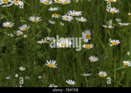 Margherite bianco fiorisce in estate nel prato Foto Stock
