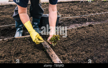 Piantare le piantine di piante giovani nel suolo. Primo piano delle mani di una donna in guanto che è piantare i semi di mirtillo palustre. Il concetto di giardinaggio. Wor Foto Stock