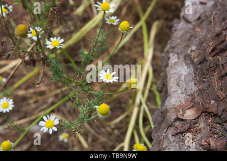 Wild daisy o camomilla fiori selvatici accanto a un vecchio tronco caduto nella foresta Foto Stock
