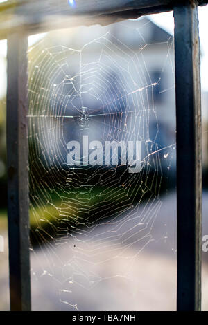 Spider net al mattino con lens flare nell'angolo superiore sinistro Foto Stock