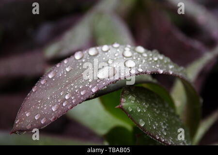 Rian gocce sulla foglia di Aeonium Arboreum Foto Stock