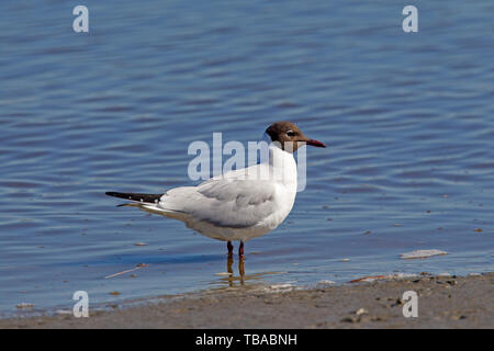 A testa nera (gabbiano Chroicocephalus ridibundus / Larus ridibundus) in allevamento piumaggio rovistando lungo la spiaggia in primavera Foto Stock