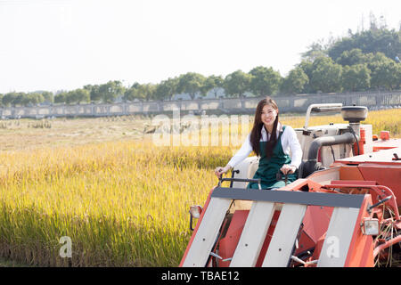 Giovane donna cinese agonomist in golden campo di cereali con piccole harvester Foto Stock