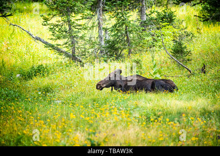 Moose rilassarsi in estate il giallo di fiori di campo in erba verde e la foresta di alberi di pino in Albion bacino da Salt Lake City, Utah Foto Stock