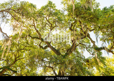 Più antico southern live oak in New Orleans Audubon park con appeso muschio Spagnolo nel Quartiere Giardino Albero della Vita cercando fino angolo basso Foto Stock