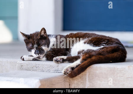 Stray in bianco e nero gatto dorme sul portico street a New Orleans, Louisiana da casa closeup ingresso sui passi Foto Stock