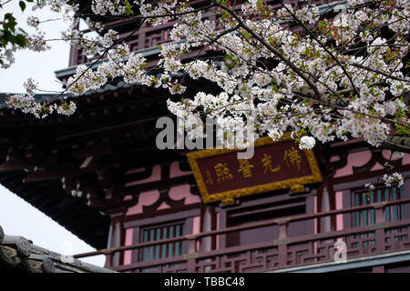 Fiori Ciliegio al tempio Hanshan a Suzhou Foto Stock
