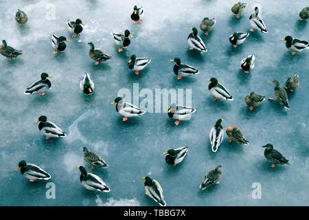 Grande accumulo di anatre in inverno sul ghiaccio del serbatoio. Germani reali in branchi sullo svernamento di numerose specie di uccelli Foto Stock