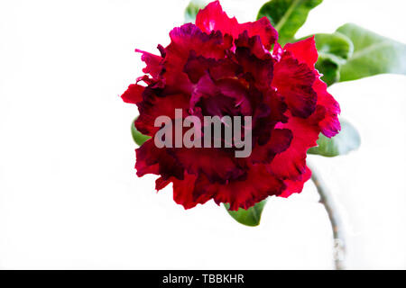 Flower adenium obesum Settimo Cielo fiorisce. Close up. Isolato su sfondo bianco. Foto Stock