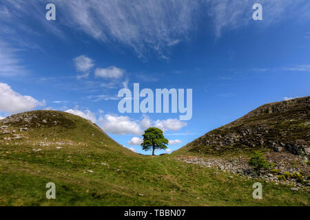 Gap di sicomoro, Northumberland, England, Regno Unito, Europa Foto Stock