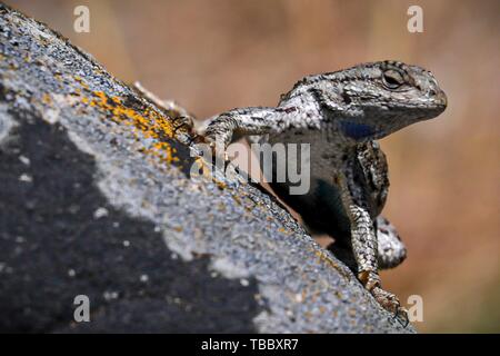 Una recinzione occidentale lizard prendere il sole su una roccia Maggio 26, 2019 in Goldendale, Washington. Foto Stock