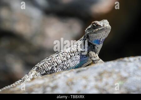 Una recinzione occidentale lizard prendere il sole su una roccia Maggio 26, 2019 in Goldendale, Washington. Foto Stock