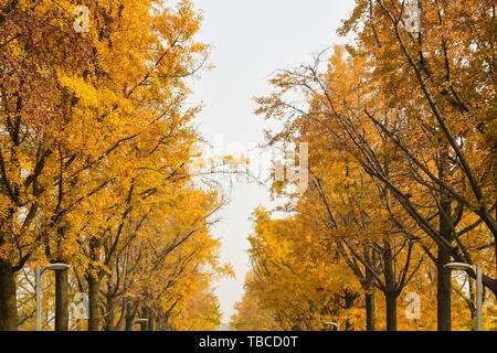 Il Ginkgo Avenue, Chengdu università di elettronica di scienza e tecnologia Foto Stock