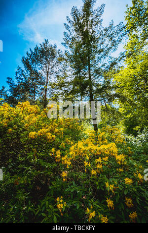 Stagione di fioritura nel famoso Parco di rododendro in kromlau, Germania Foto Stock