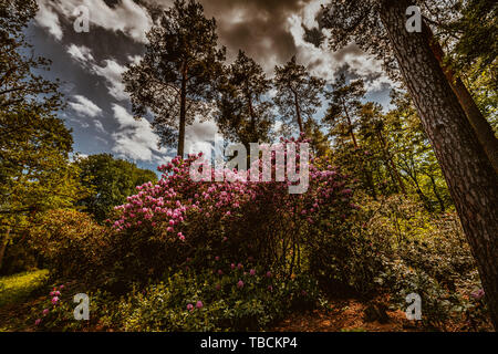 Stagione di fioritura nel famoso Parco di rododendro in kromlau, Germania Foto Stock
