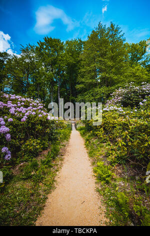 Stagione di fioritura nel famoso Parco di rododendro in kromlau, Germania Foto Stock