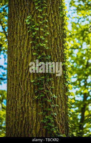 Stagione di fioritura nel famoso Parco di rododendro in kromlau, Germania Foto Stock