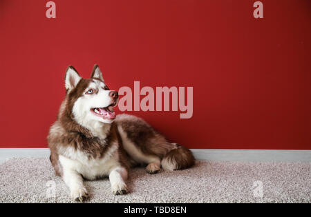 Simpatico cane Husky giacente su un tappeto vicino alla parete del colore Foto Stock