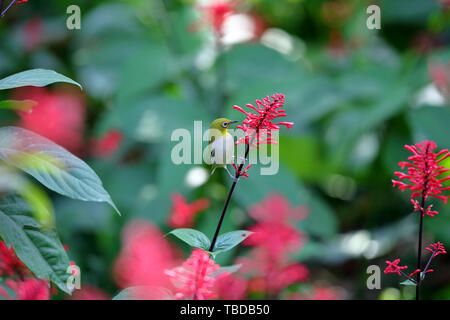 Fiori e uccelli foto, verde scuro ruggine-eyed bird con pollo corona letto jazz Foto Stock