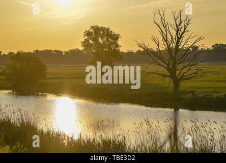 Reitwein, Germania. 31 Maggio, 2019. Calda luce brilla poco dopo l'alba sopra il paesaggio al confine fra Germania e Polonia fiume Oder. Credito: Patrick Pleul/dpa-Zentralbild/ZB/dpa/Alamy Live News Foto Stock