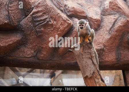 Scimmia di scoiattolo su un habitat artificiali (Saimiri sciureus) Foto Stock