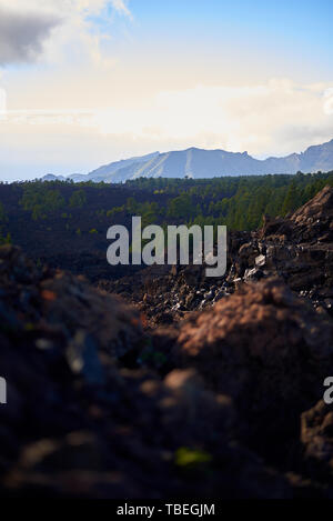 Canaria di foresta di pini che crescono su rocce vulcaniche Foto Stock