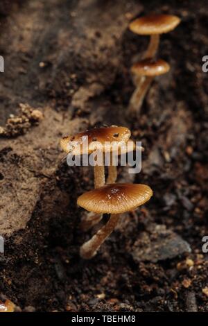 Tubaria furfuracea , Twiglet di Scurfy, Malta Foto Stock