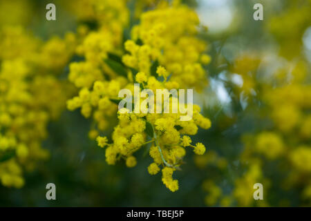 Australian acacia cultriformis luminose fiori gialli Foto Stock