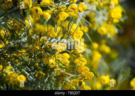 Blooming Senna artemisioides (o feathery cassia) in primavera Foto Stock