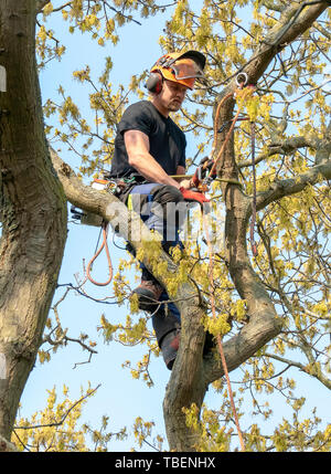 Tree chirurgo o Arborist adegua la sua corde di sicurezza. Foto Stock