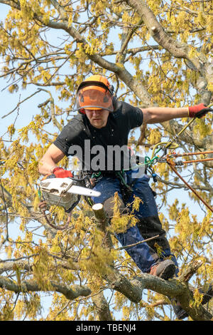 Tree chirurgo o Arborist il taglio di un ramo di un albero. Foto Stock