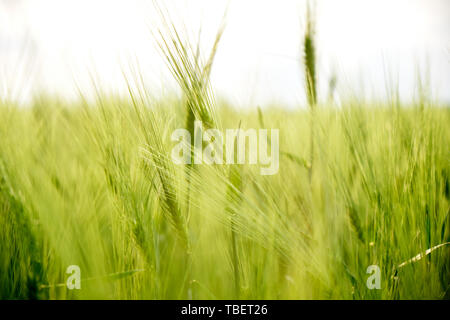 In prossimità delle orecchie di segale/i picchi di un fresco e verde campo di colture, con la naturale luce del tramonto, in Dobrogea, Tulcea, Romania, il sud-est dell'Europa. Foto Stock