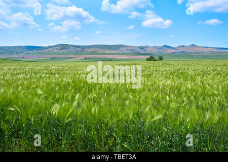 Verde campo di segale in primavera (maggio), vicino a monti Macin, Dobrogea, Tulcea, Romania, con colline in lontananza e un paio di alberi solitari, su un blu brillante sk Foto Stock