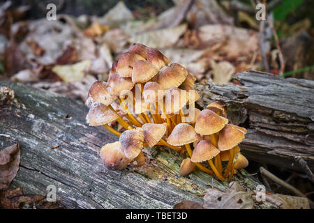 Funghi di Bosco su un marciume tree log - close up. Mycena inclinata, comunemente noto come il cofano in cluster o rovere-moncone cappuccio del cofano, è una specie di Foto Stock