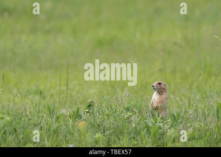 Prarie Dog sorge all attenzione di alte erbe di campo erboso Foto Stock