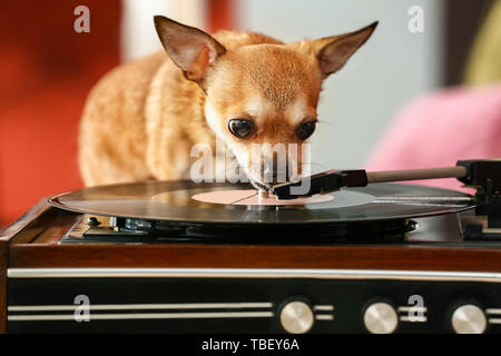 Carino divertente cane vicino a record player con disco in vinile in camera Foto Stock