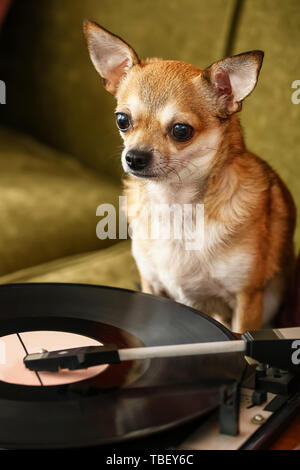 Carino divertente cane vicino a record player con disco in vinile sul divano Foto Stock